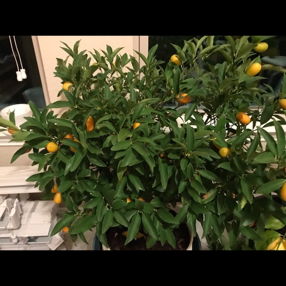 Meet your Posher, Kim - Picture 1 of 1